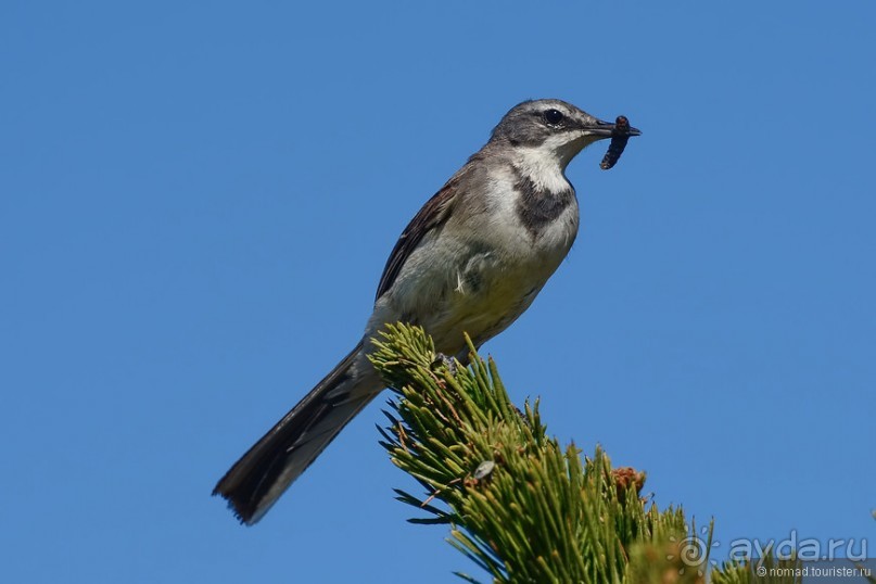 Птицы Южной Африки и Намибии. 3