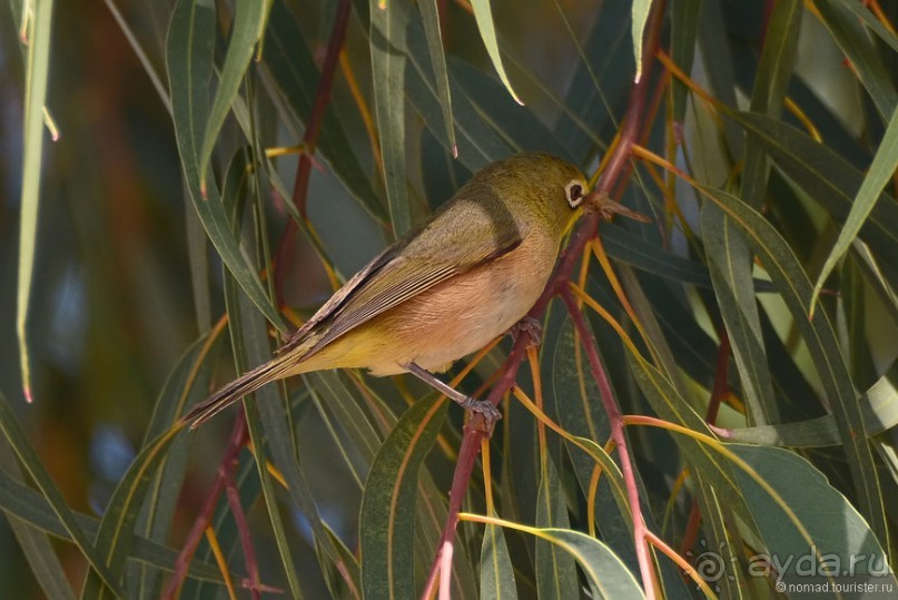 Птицы Южной Африки и Намибии. 3