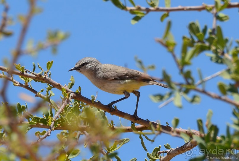 Птицы Южной Африки и Намибии. 3