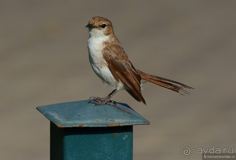 Птицы Южной Африки и Намибии. 3