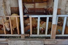 Апшеронские интересы