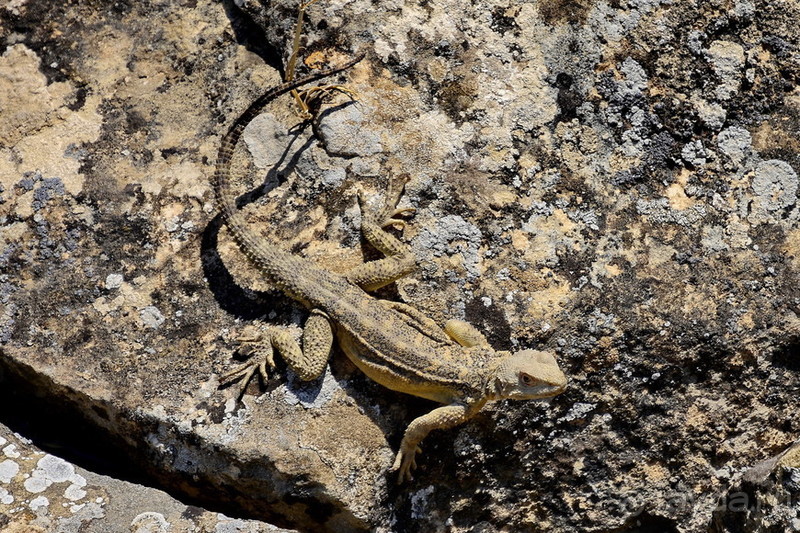 Апшеронские интересы