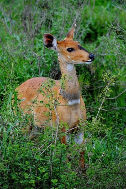 Танзания, Серенгети