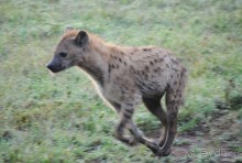 Танзания, Серенгети