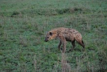 Танзания, Серенгети