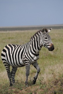 Танзания, Серенгети