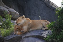 Танзания, Серенгети