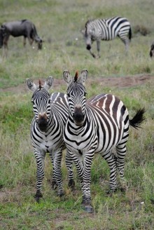 Танзания, Серенгети