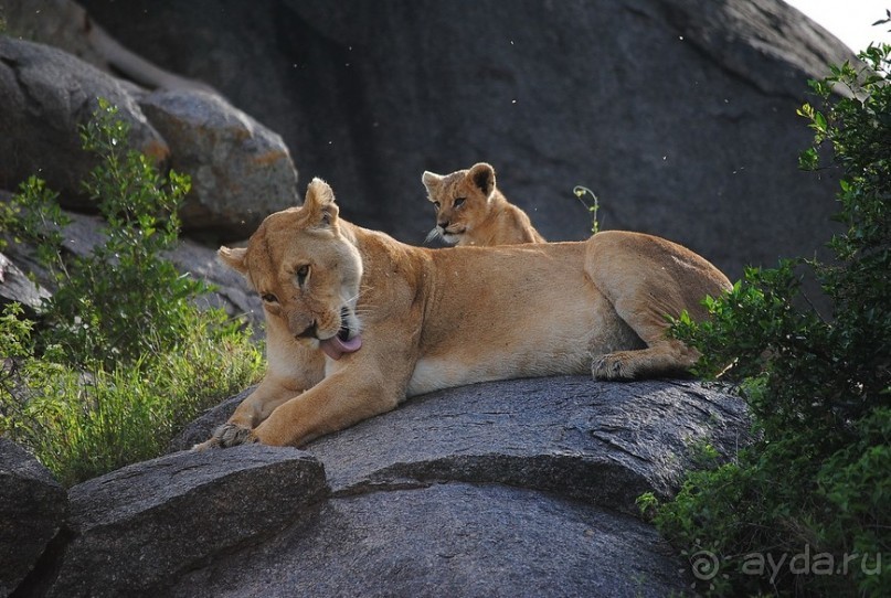 Танзания, Серенгети