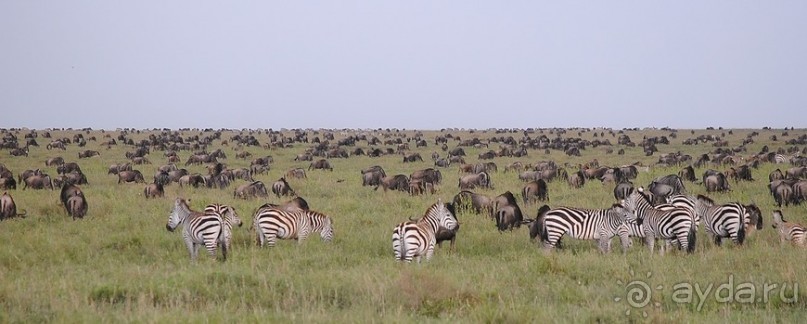 Танзания, Серенгети