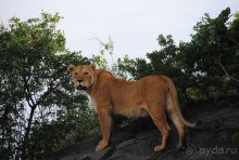 Танзания, Серенгети