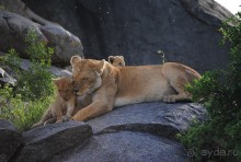 Танзания, Серенгети