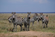 Танзания, Серенгети