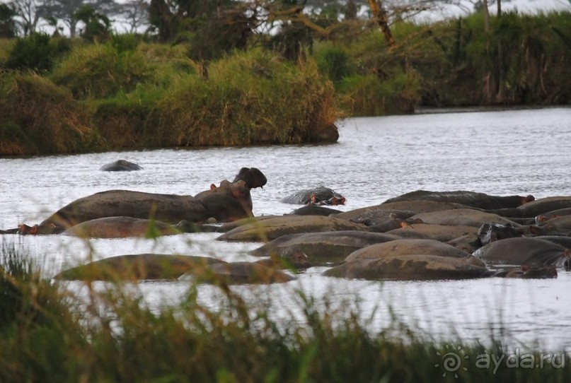 фото Серенгети