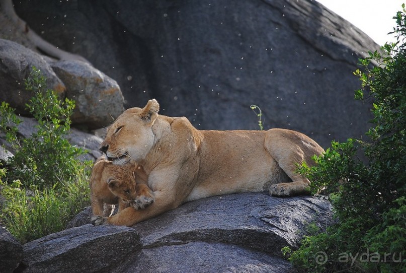 Танзания, Серенгети