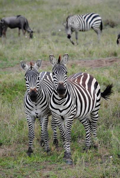 Танзания, Серенгети