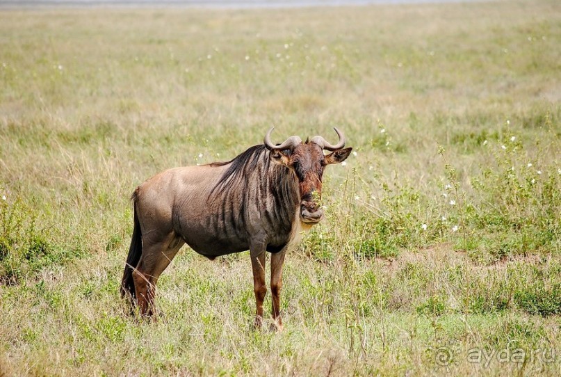 фото Серенгети
