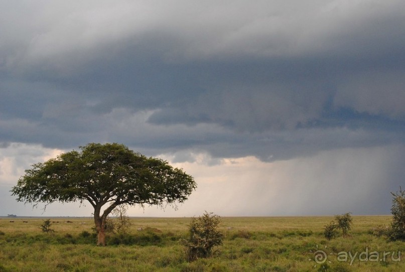 Танзания, Серенгети