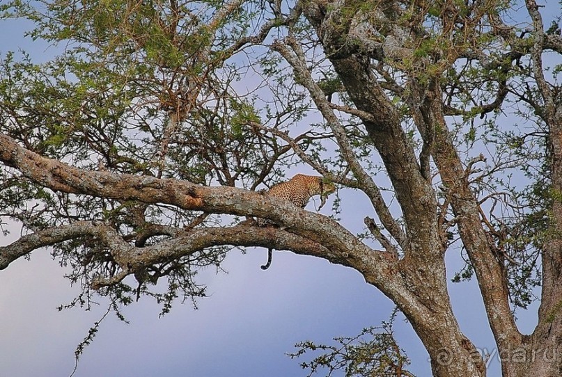 фото Серенгети