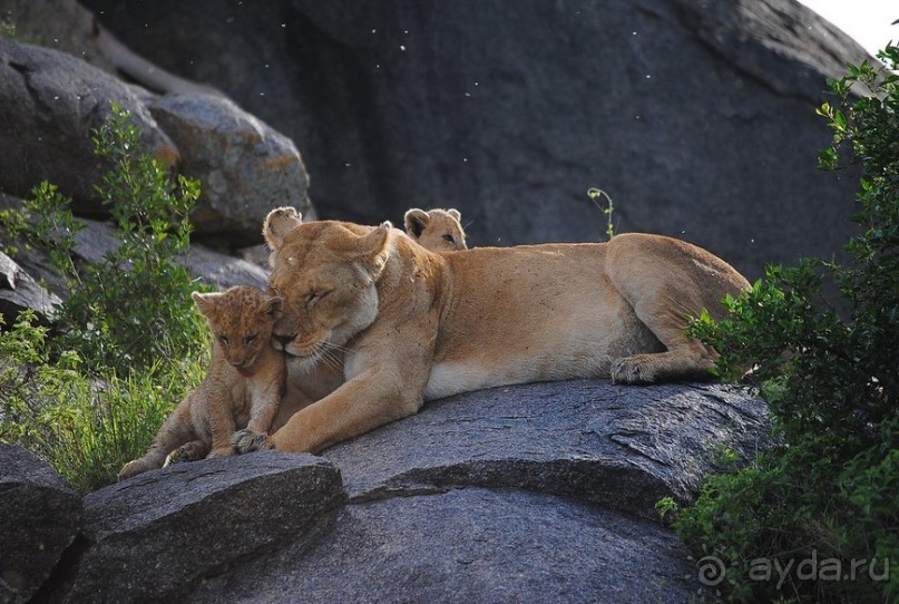 Танзания, Серенгети