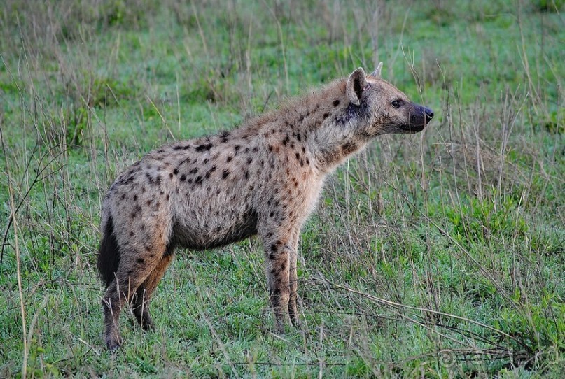 Танзания, Серенгети