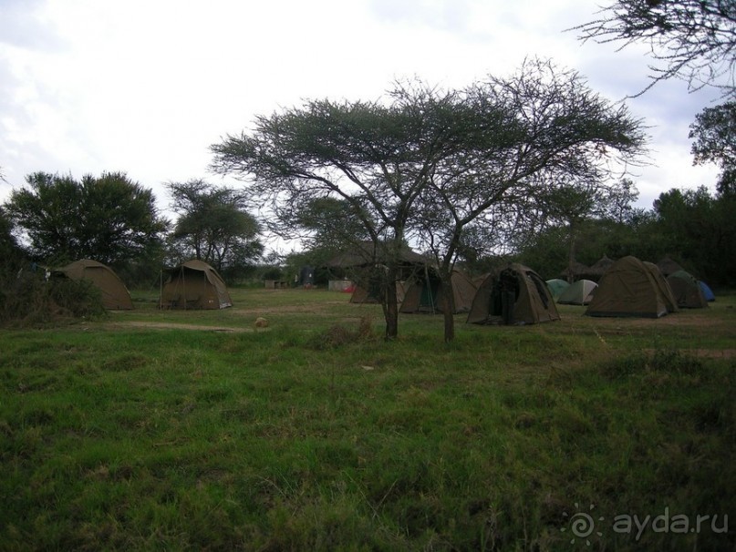 фото Серенгети