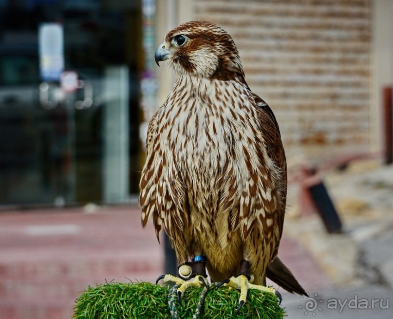 Hop on Malta! Часть 2