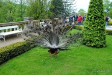 Конопиште. Весенний замок