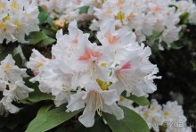 Конопиште. Весенний замок