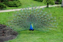 Конопиште. Весенний замок