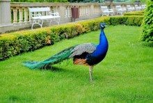 Конопиште. Весенний замок