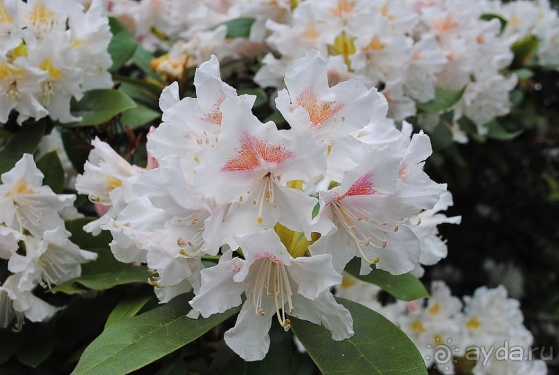 Конопиште. Весенний замок