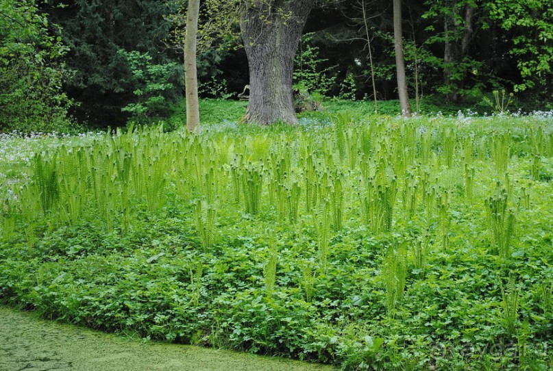 Конопиште. Весенний замок