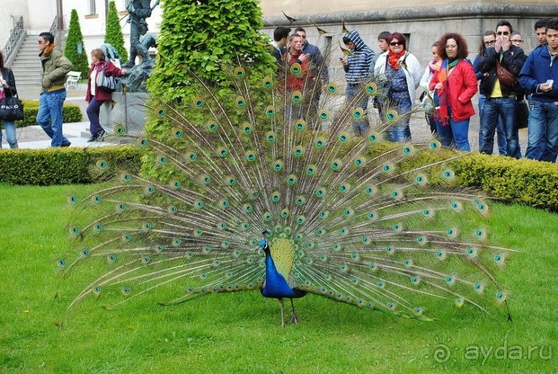Конопиште. Весенний замок