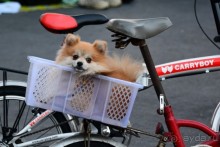 Митинги в Бангкоке. Страх или ужас?