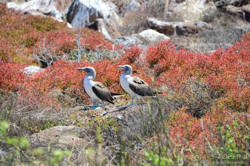 Американские горки (декабрь 2012-январь 2013). Часть 8