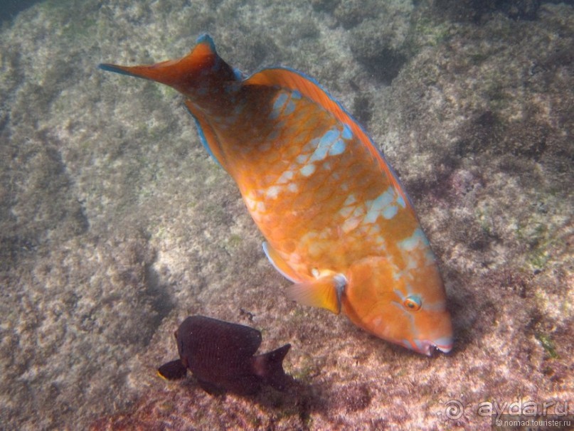 Американские горки (декабрь 2012-январь 2013). Часть 8