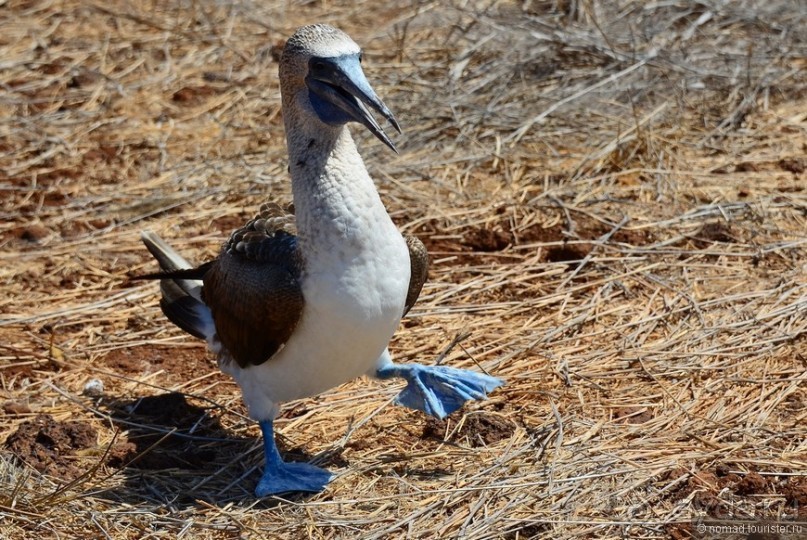 Американские горки (декабрь 2012-январь 2013). Часть 8