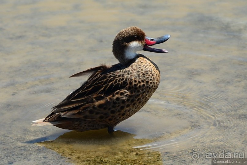 Американские горки (декабрь 2012-январь 2013). Часть 8