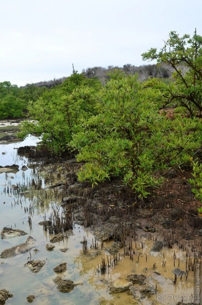 Американские горки (декабрь 2012-январь 2013). Часть 8