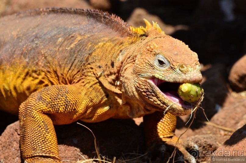 Американские горки (декабрь 2012-январь 2013). Часть 8