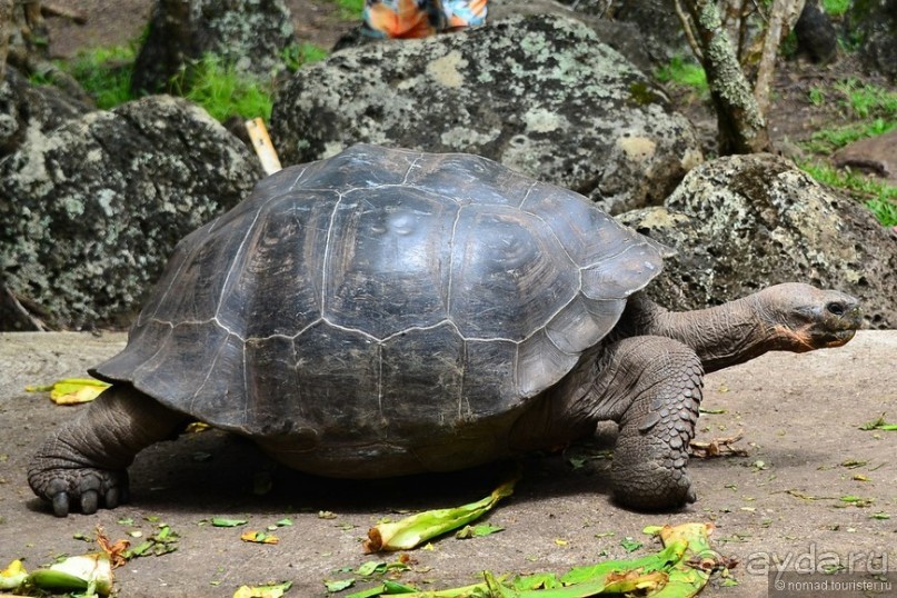 Американские горки (декабрь 2012-январь 2013). Часть 8
