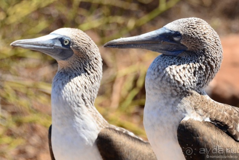 Американские горки (декабрь 2012-январь 2013). Часть 8