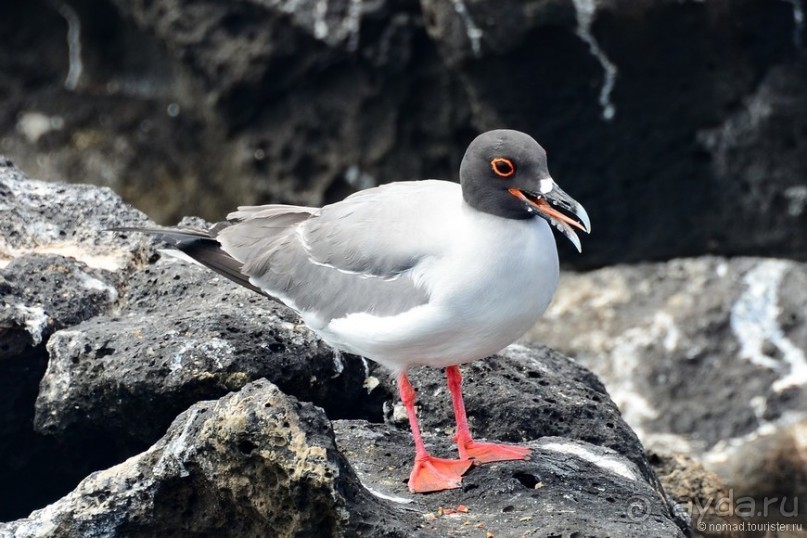 Американские горки (декабрь 2012-январь 2013). Часть 8