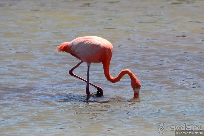 Американские горки (декабрь 2012-январь 2013). Часть 8