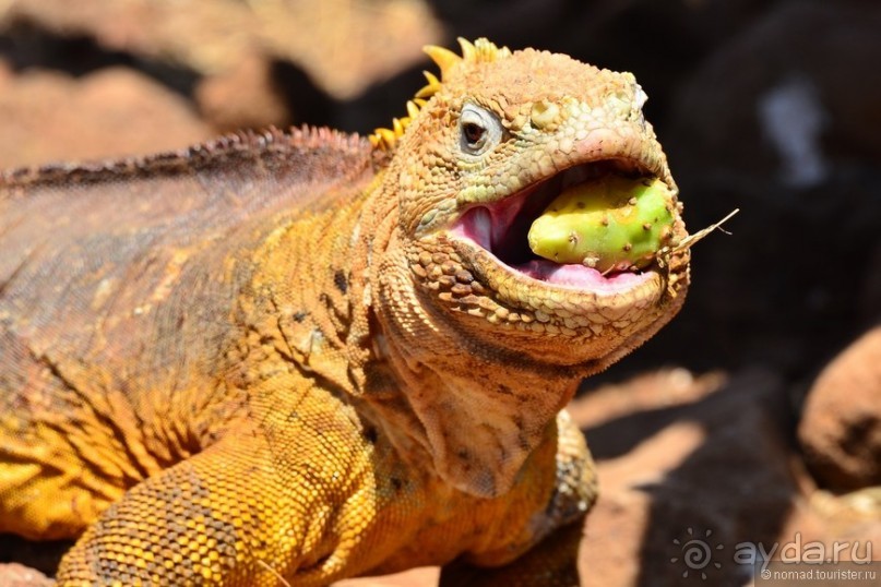 Американские горки (декабрь 2012-январь 2013). Часть 8