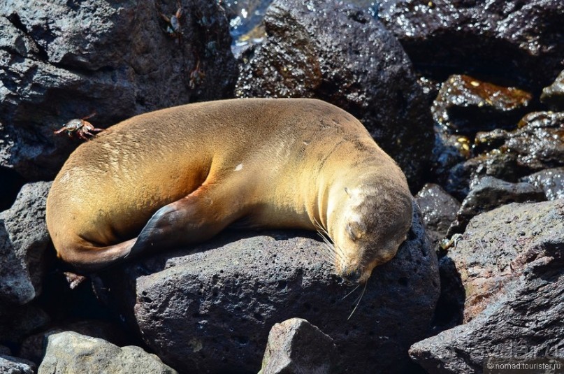 Американские горки (декабрь 2012-январь 2013). Часть 8