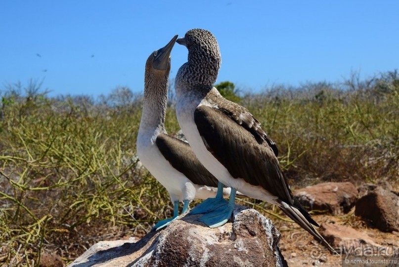 Американские горки (декабрь 2012-январь 2013). Часть 8