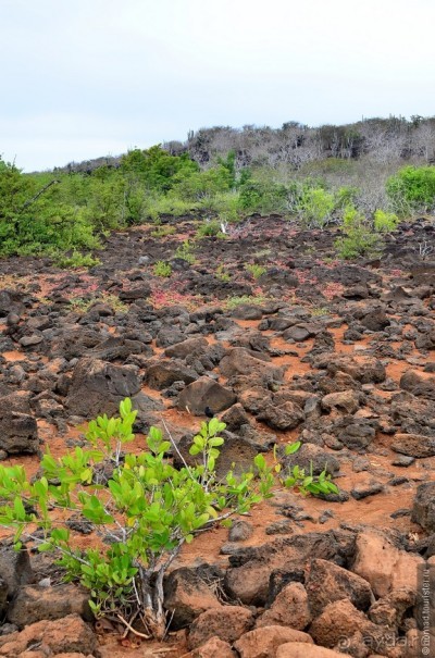 Американские горки (декабрь 2012-январь 2013). Часть 8