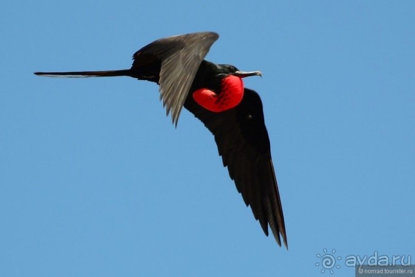 Американские горки (декабрь 2012-январь 2013). Часть 8